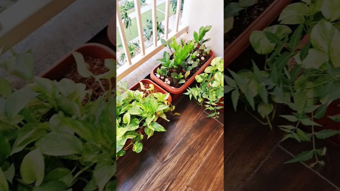 my beautiful 😍 garden have a look #youtubeshorts #dailyvlogs #garden #gardening #shorts #ytshort 🍎🍍🍋