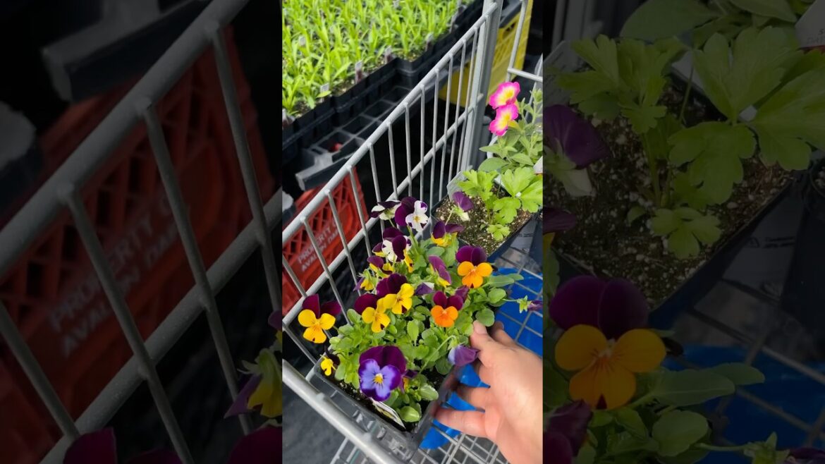 garden supplies for balcony 🌱