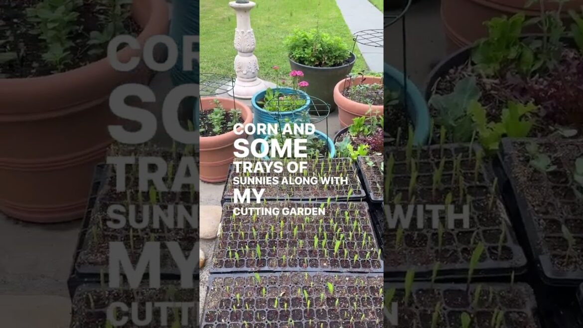 Anybody else growing a cutting garden in containers? Works great! #gardenersworkshopfarm Anybody else growing a cutting garden in containers? Works great! #gardenersworkshopfarm