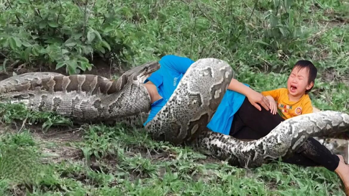 Farm Cleaning and Fencing   Vegetable Gardening   DaiLy Life