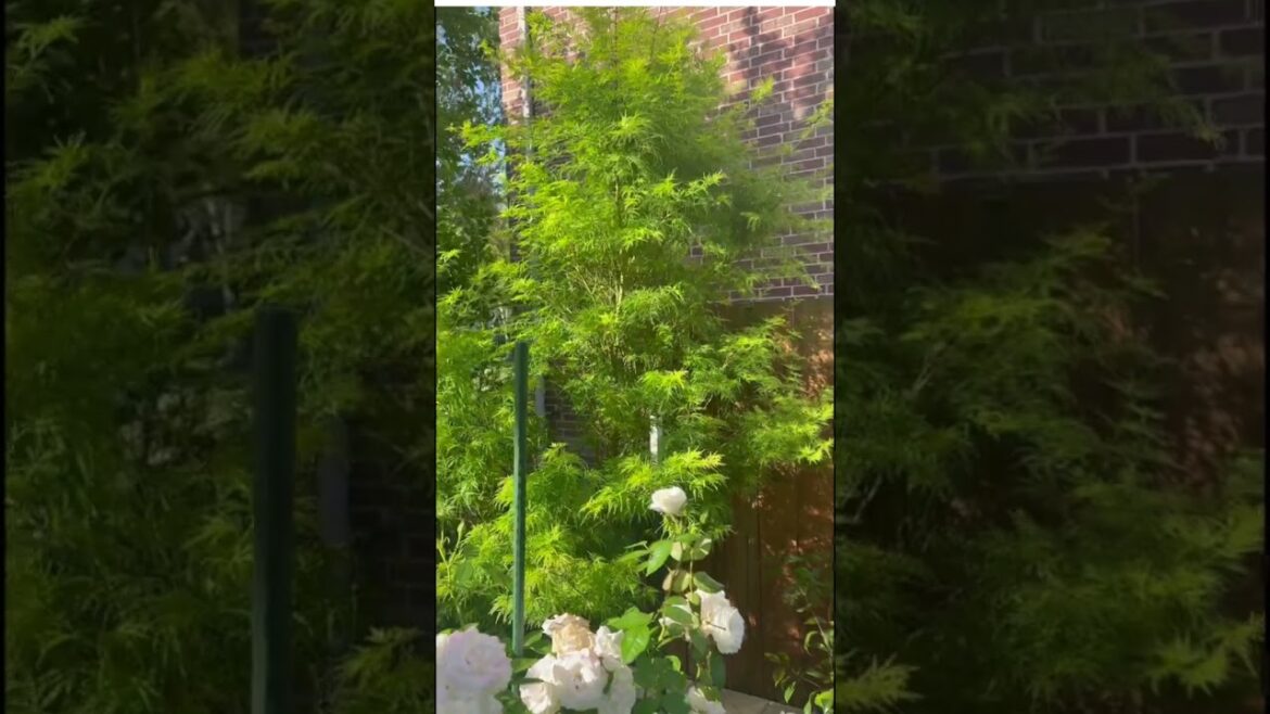 Seiryu Japanese Maple in suburban Houston #japanesemaple #shadegarden Seiryu Japanese Maple in suburban Houston #japanesemaple #shadegarden