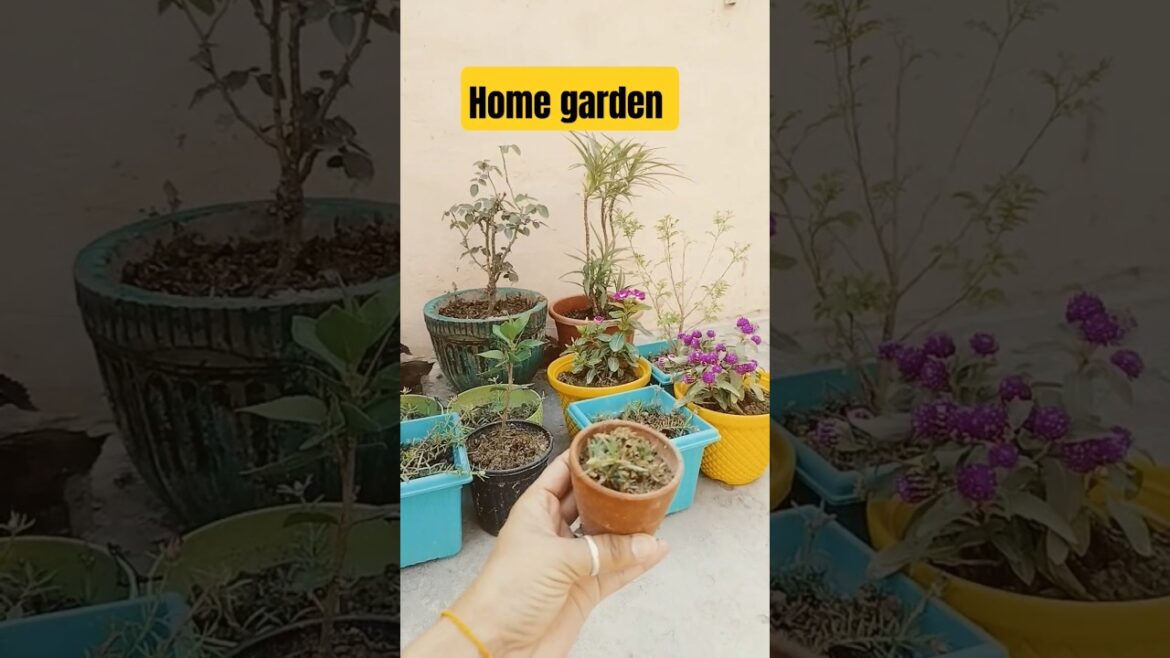 smaal pot gardening #funny #terracegardenindia #funny #gardenplants #youtubeshorts #gardenflowers