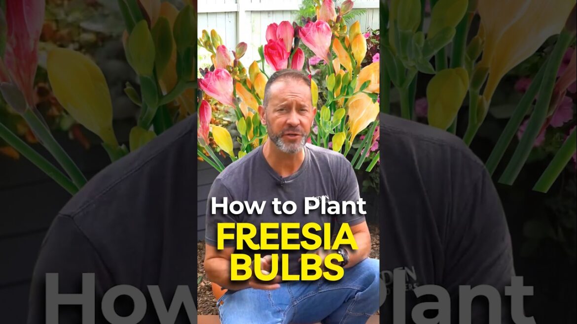 Essential Tips for Successfully Planting Freesia Bulbs #garden Essential Tips for Successfully Planting Freesia Bulbs #garden