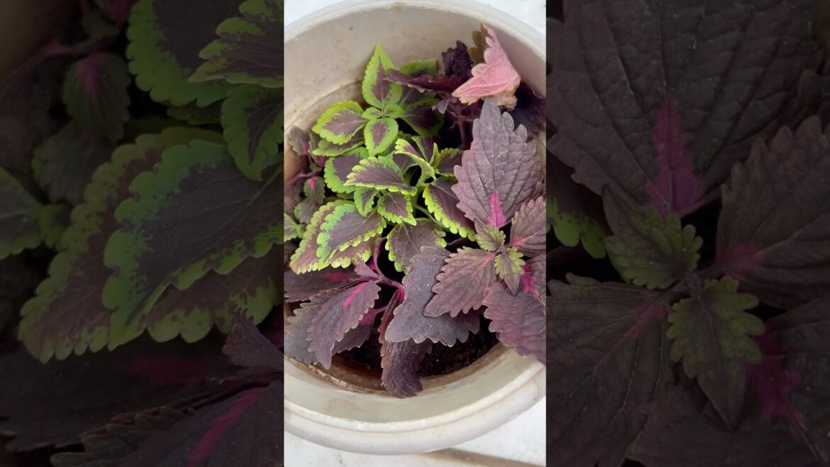 🌱How To Propagate Coleus Plant From Cuttings 👍🪴🧑‍🌾🥰👌|#homegarding #ytshotstrending