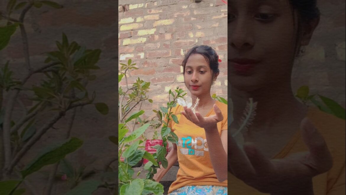 জবা গাছের সমস্যা দূর করার সবচেয়ে সহজ tips ♥️ 👌 GlowingWorld #gardening #watergarden