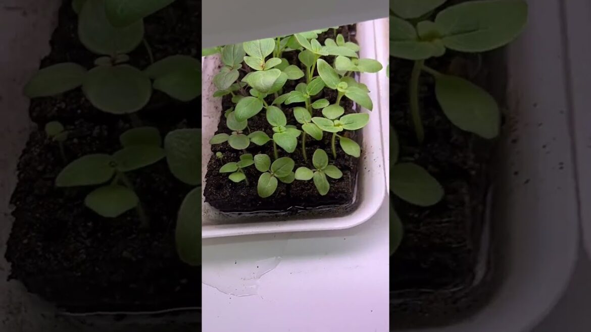 Soil blocking is a perfect match for gardeners! Space savvy, quicker sprouting, grows faster, and Soil blocking is a perfect match for gardeners! Space savvy, quicker sprouting, grows faster, and