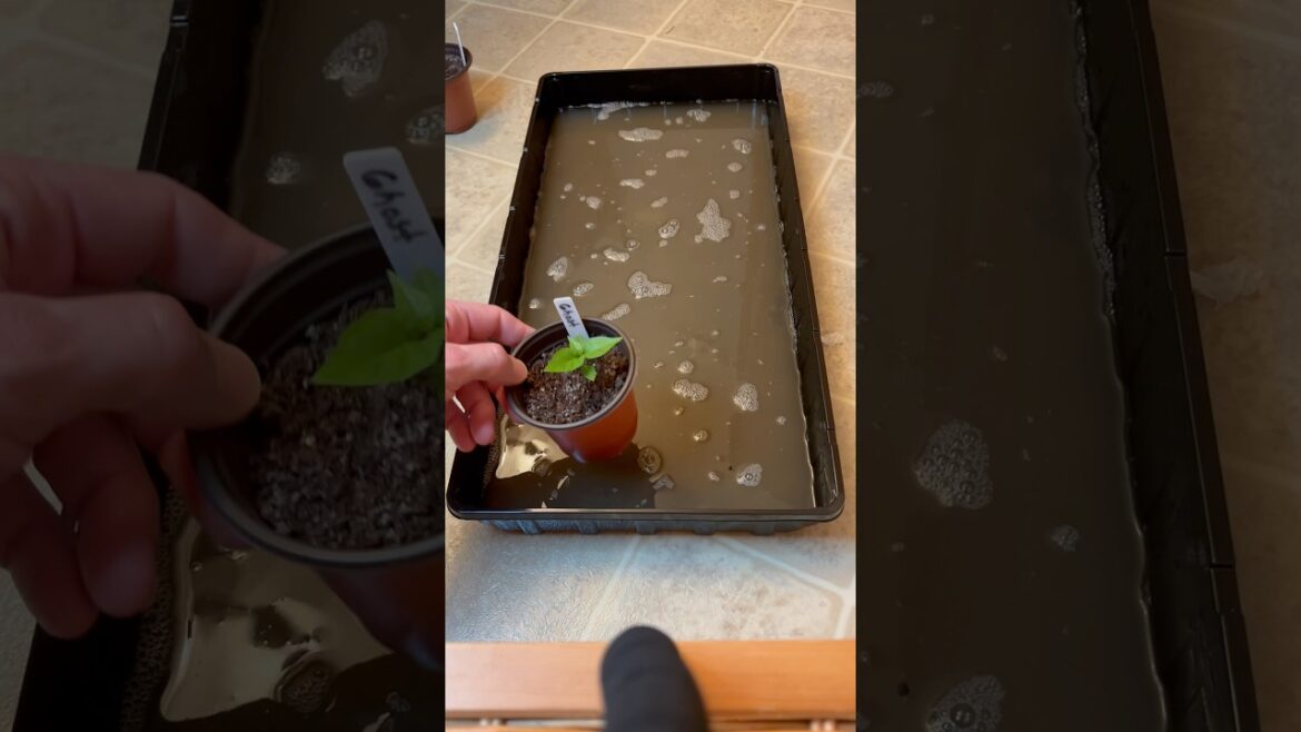 Beginner’s Guide: Watering vegetable seedlings #seedstarting #vegetablegardening #gardening