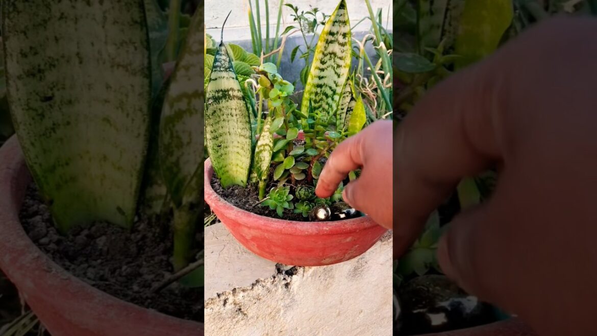 I Tried the DIY Gardening Trends 🙂#shortsfeed #viralvideo #shorts #trending #snakeplant #jadeplant