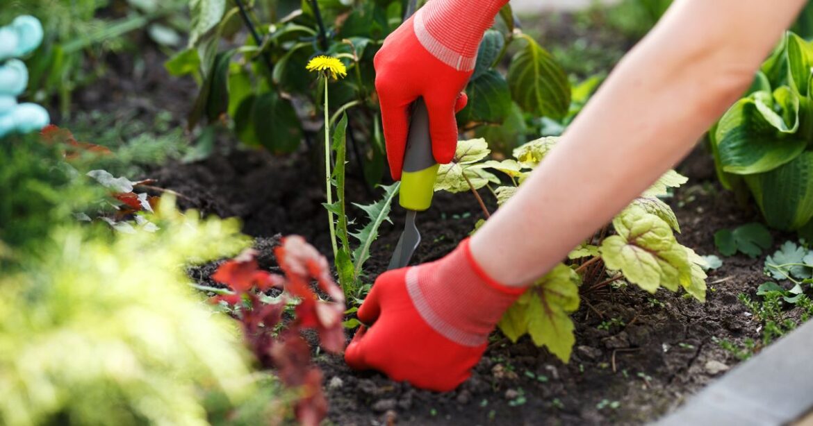 Alan Titchmarsh reveals 1 garden creature you want to keep in soil – not slugs Ipso logo