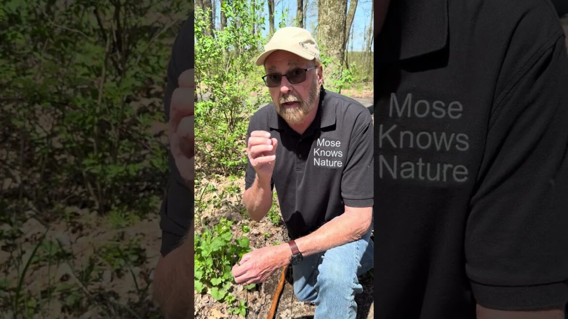 EDIBLE ALIEN #naturelovers #gardening #garden #foraging #garlic mustard EDIBLE ALIEN #naturelovers #gardening #garden #foraging #garlic mustard