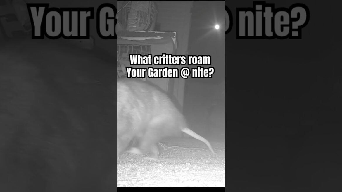 Garden Critters that roam at nite and a surprise cameo
