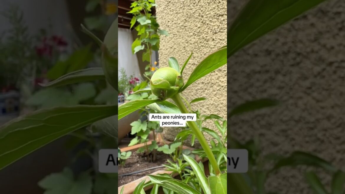 Are ants safe for peonies?🤔 🐜 #music #planting #gardendesign #garden #gardeningtips #grow