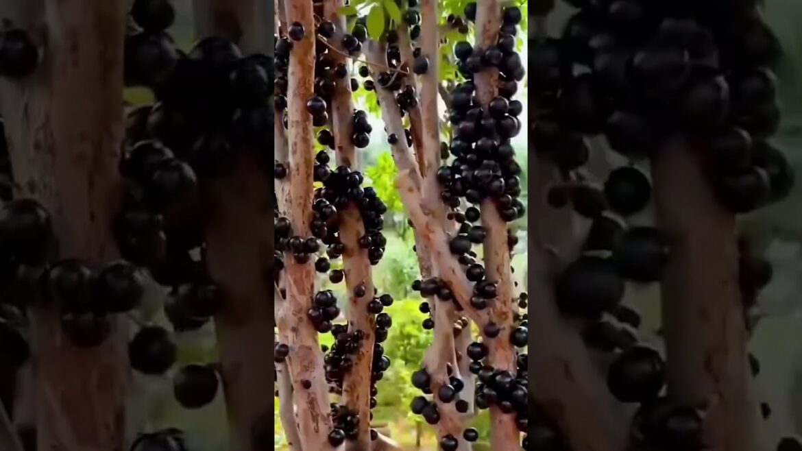 Exotic Fruits & Vegetables You’ve Never Seen Before  Unique Garden Finds #gardening #garden #plants