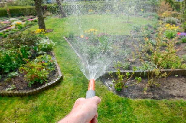 Picture shows the hand of a person watering lawn with yellow and grey hose
