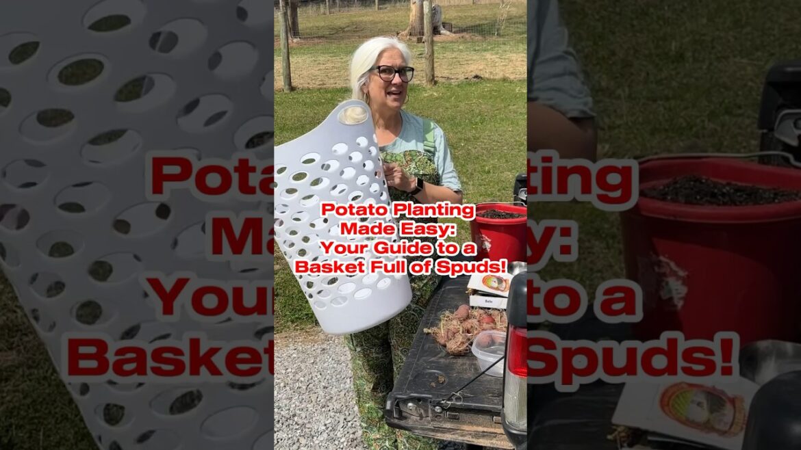 Potato Planting Made Easy: Your Guide to a Basket Full of Spuds! #gardening #potatoes #gardening101 Potato Planting Made Easy: Your Guide to a Basket Full of Spuds! #gardening #potatoes #gardening101