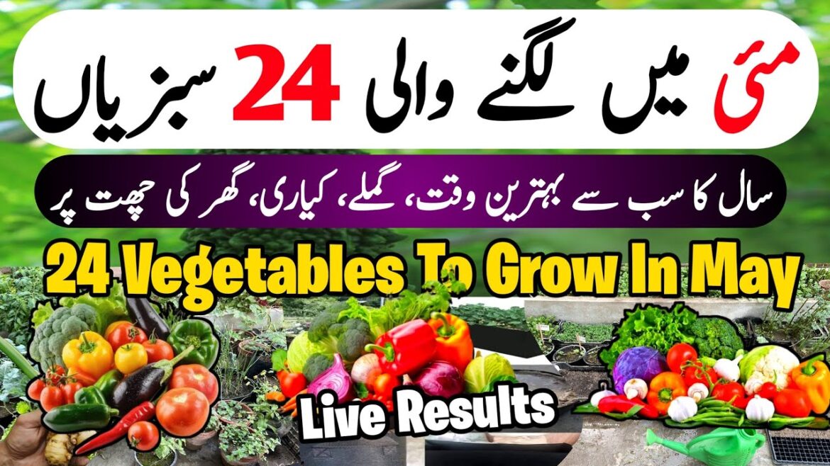 May Main Lagne Wali 24 Sabzian | May & June Vegetable Grow At Home | Kitchen Gardening | May/June