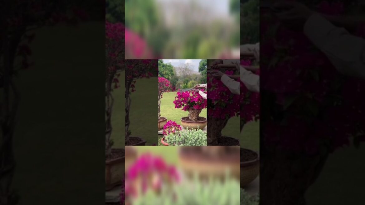 Bougainvillea 🌱care tips #shorts #gardening😍 Bougainvillea 🌱care tips #shorts #gardening😍