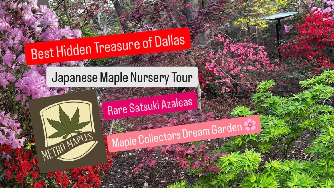 Best Japanese Maple Nursery in Dallas Metro Maples Spring 2025 Plant Shopping Acer Palmatums Haul Best Japanese Maple Nursery in Dallas Metro Maples Spring 2025 Plant Shopping Acer Palmatums Haul