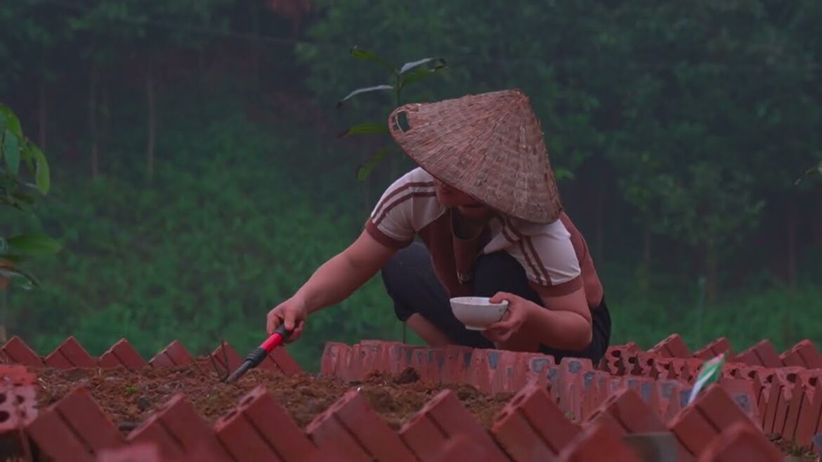 A peaceful life on the farm - vegetable gardening | Thanh Tra Garden Farm