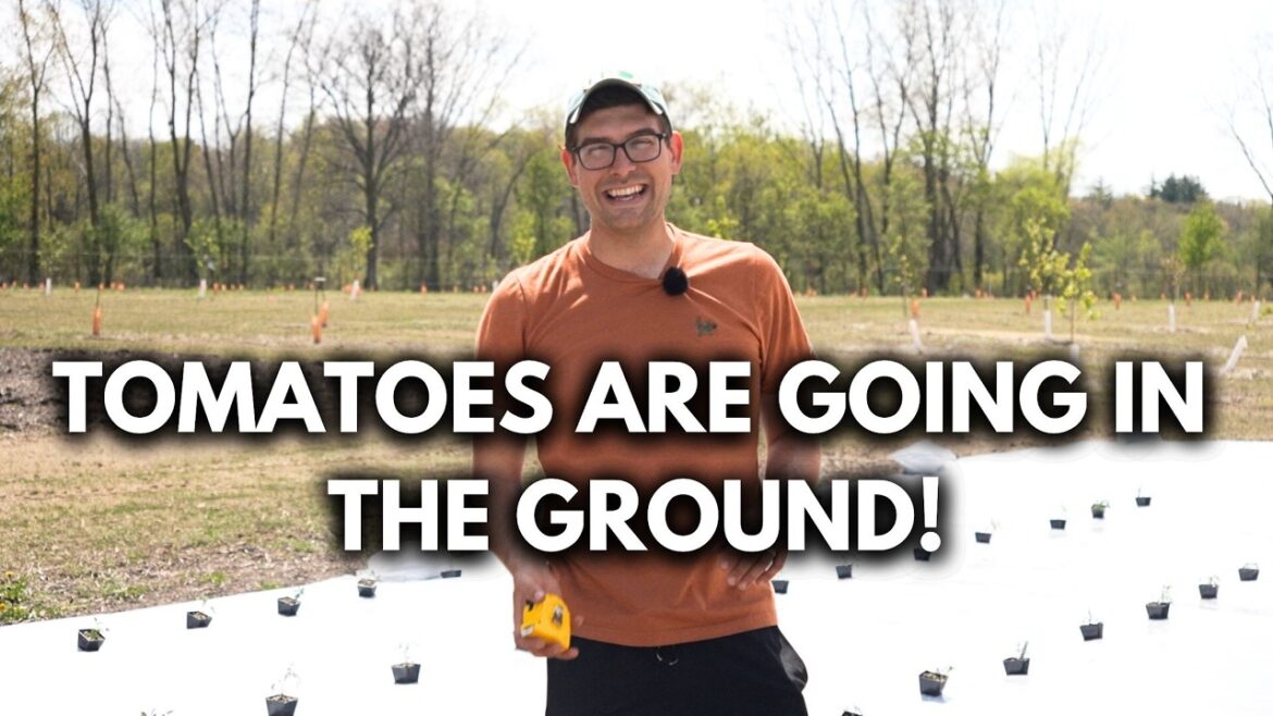 How We're Planting TOMATOES in-Ground at The Farm!