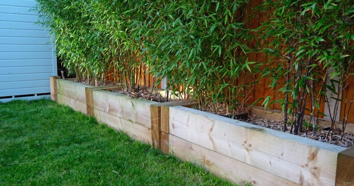 Gardeners warned over plant dubbed the ‘new Japanese knotweed’ Ipso logo