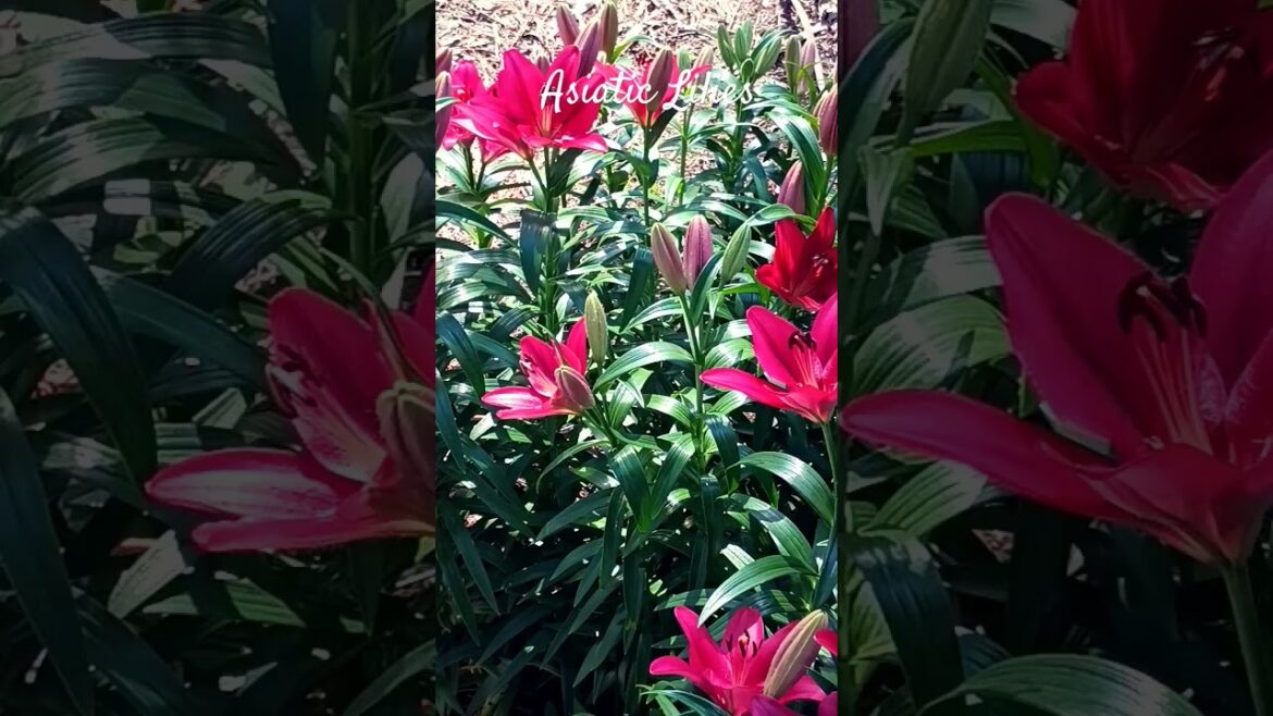 Asiatic Lilies (front yard) #garden #gardenflowers #gardening #lilies
