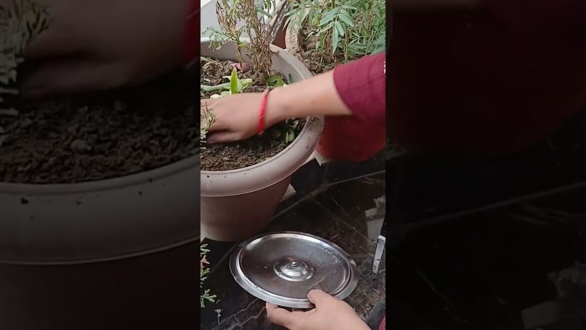 sukun ki zindagi 🪴🌸😍🌿 ll #nature #gardening #plants #sukun. #shortsfeed #subscribe #trendingshorts sukun ki zindagi 🪴🌸😍🌿 ll #nature #gardening #plants #sukun. #shortsfeed #subscribe #trendingshorts