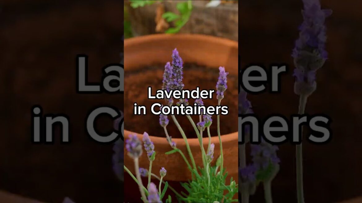 Container Lavender Tips That Work