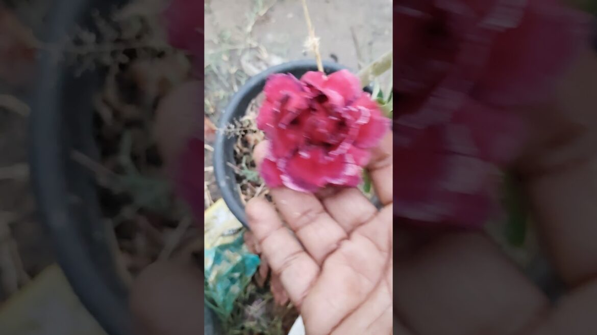 adenium updates #adenium #garden #trending #gardening #viralvideo #shorts #flowers #beautiful adenium updates #adenium #garden #trending #gardening #viralvideo #shorts #flowers #beautiful