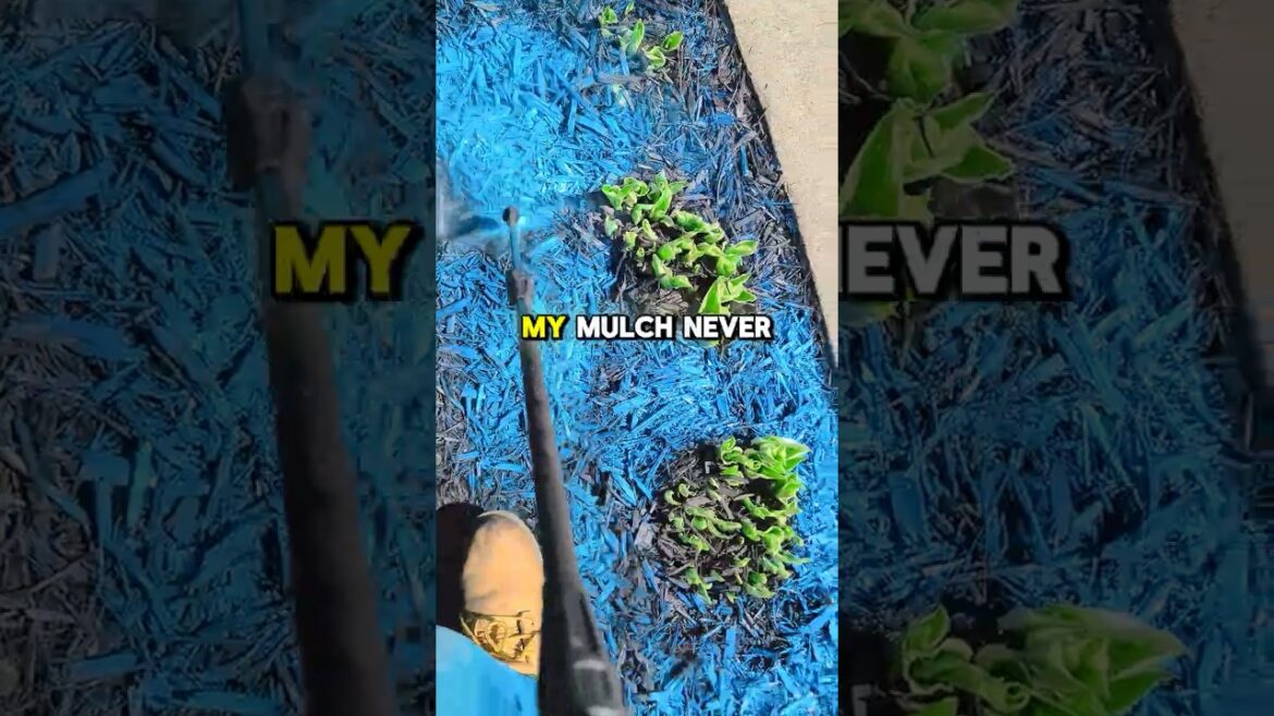 I Glued My Mulch Down…What Happened Next?! I Glued My Mulch Down…What Happened Next?!