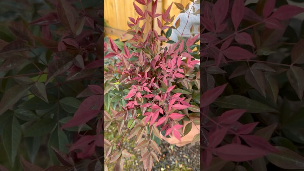 Container Gardening | Obsession Nandina #nandina #containergardening #foliageplant #gardeningtips Container Gardening | Obsession Nandina #nandina #containergardening #foliageplant #gardeningtips