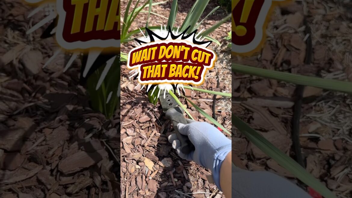 Why???? @gardenstatebulb #gardening #bulbs #gardeningideas #gardeningtips #spring #shorts