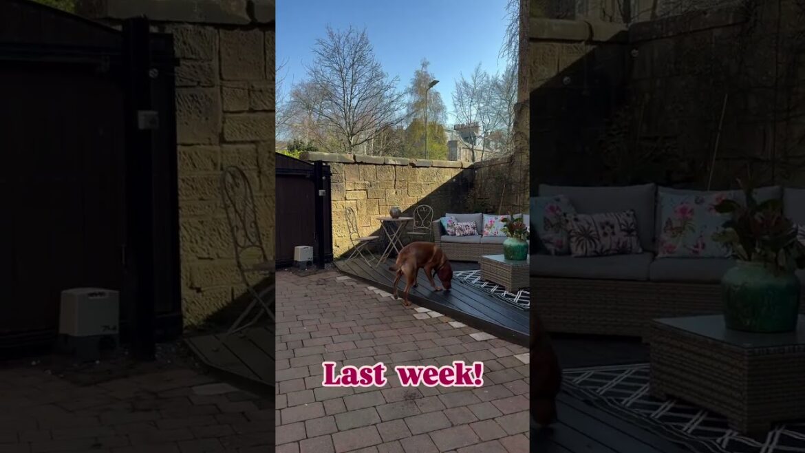 Magic!🌟Last summer VS Last night #ollnypatiolights #ollny #gardeningtips #backyardgarden #garde