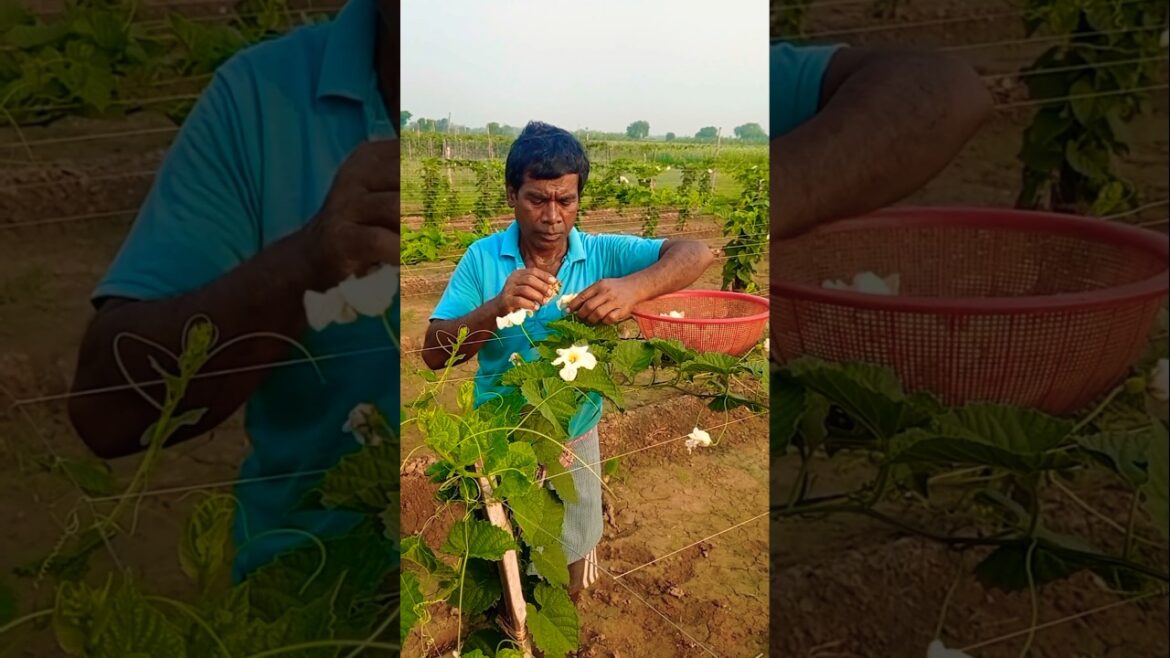 Harvesting Spiny Gourd (Teasle Gourd/কাকরোল) in Bright Sunshine! 🍃🌞 #shorts