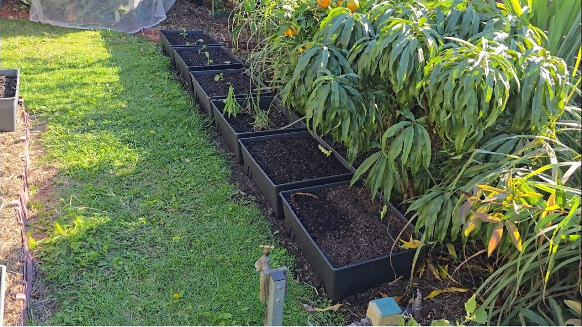 Space Saving Edible Garden Idea + Huge Lucuma & Dragon Fruit Space Saving Edible Garden Idea + Huge Lucuma & Dragon Fruit