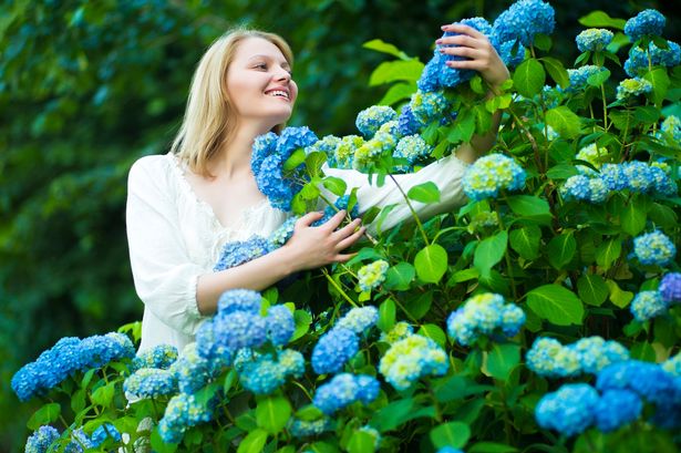 Bush of hydrangea with bright blue flowers