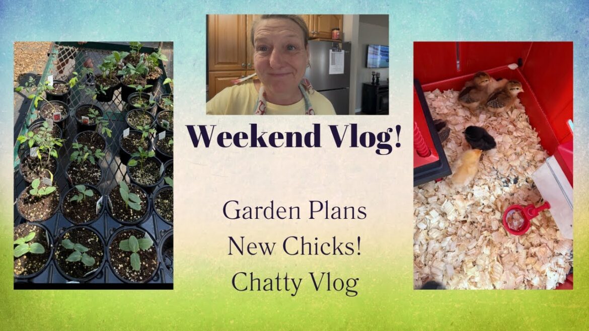 Weekend Vlog!  Chatty, New Chicks!  Garden Plans