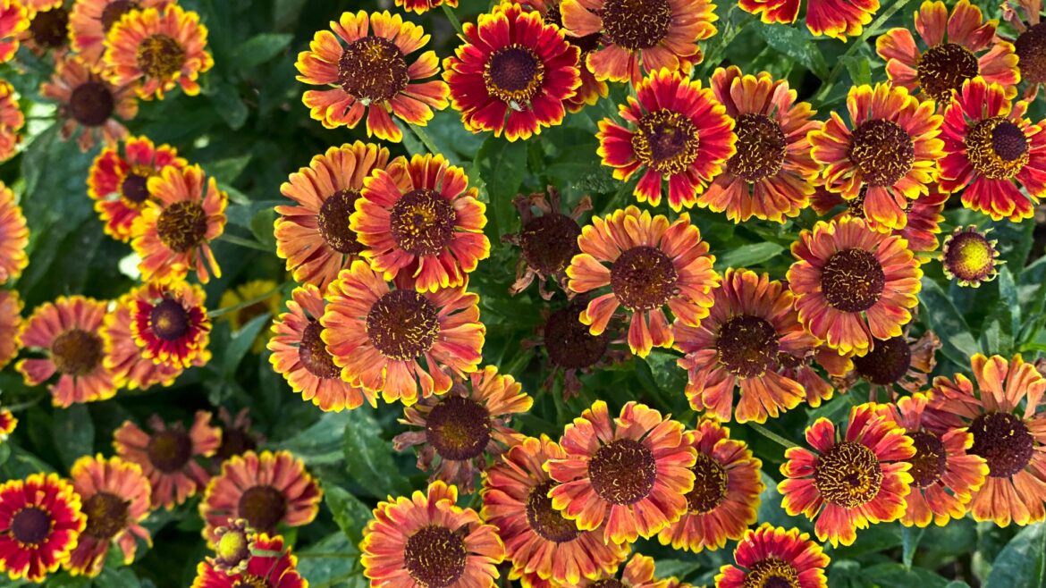 Five flowers to plant that are perfect for lazy gardeners – they barely need watering Five flowers to plant that are perfect for lazy gardeners - they barely need watering