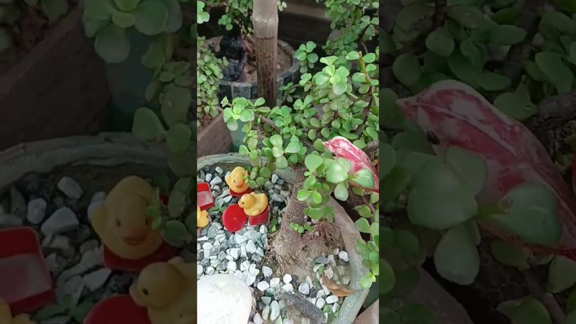 terrace garden#gardening #Rajendra gardening