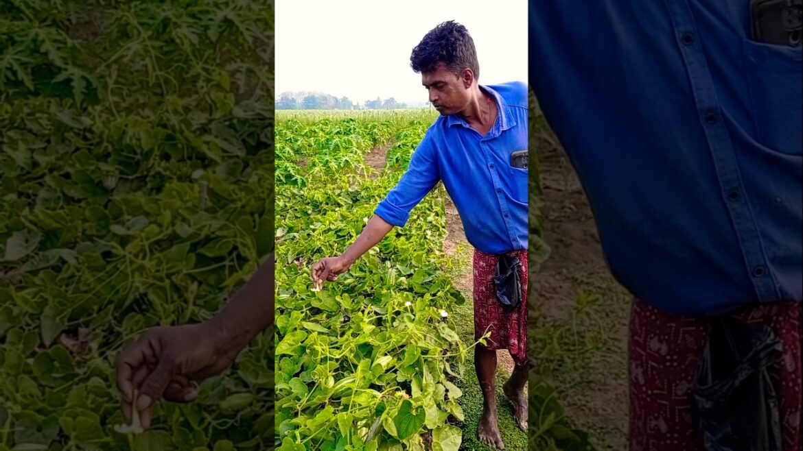 Tiny Touches, Big Results – Morning Pollination of Pointed Gourd 🌸💪 #shorts