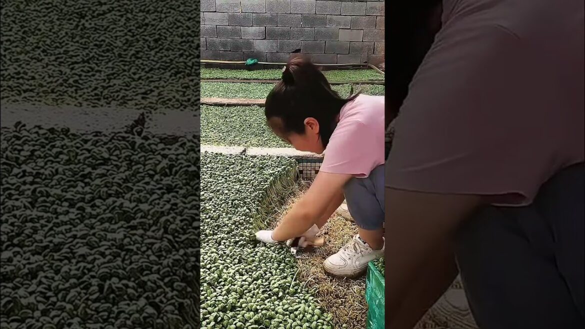 #greenfarm #farm #farmer #shorts #1314