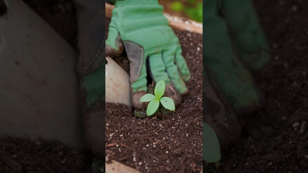 Hot-Weather Flower Swap: What I’m Planting Now Hot-Weather Flower Swap: What I’m Planting Now