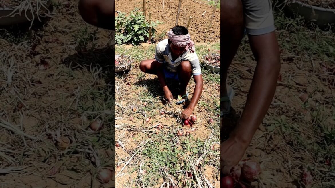 Onion Harvesting #shorts