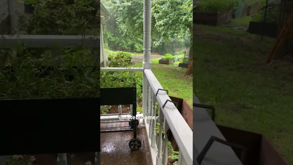 It’s pouring! #garden