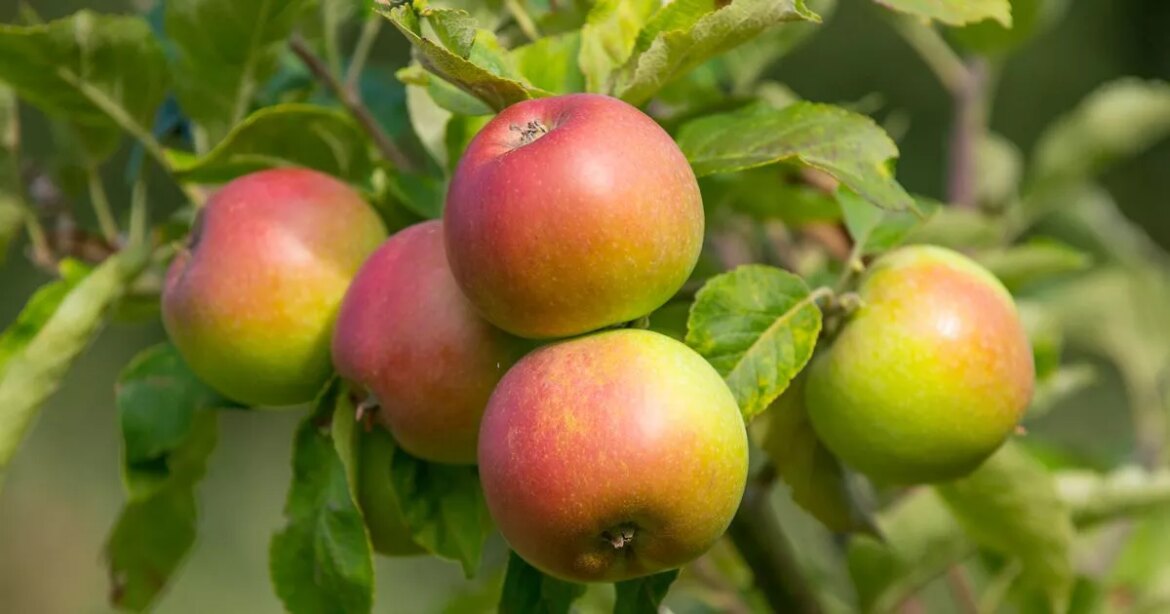 Gardeners urged to hang one item in apple and plum trees from May to July Ipso logo
