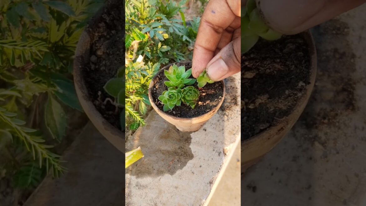 diy Laxmi Kamal #viralvideo #gardening #shortsfeed #trending #shortsviral #gardenideas #diy #shorts