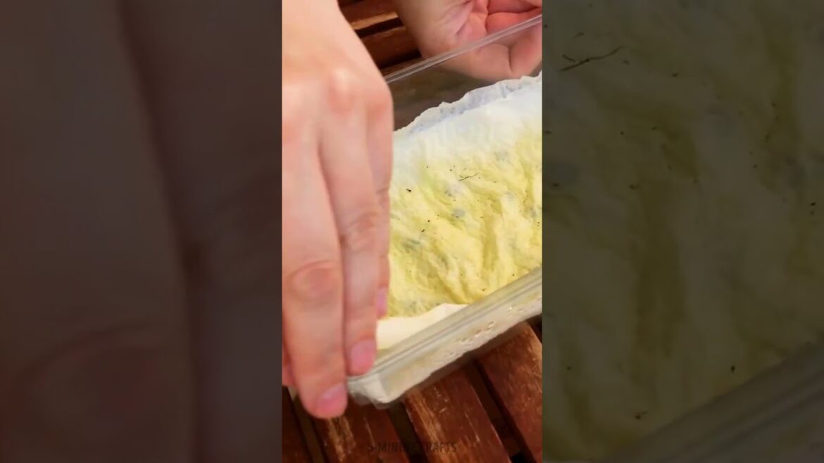 Quick Planting Techniques for Watermelon and Flowers 🌱 #shorts #planting #garden #diy