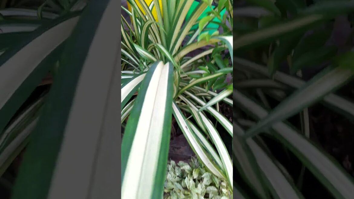 gardening, flower plants, vegetable garden, beautiful nature t3s