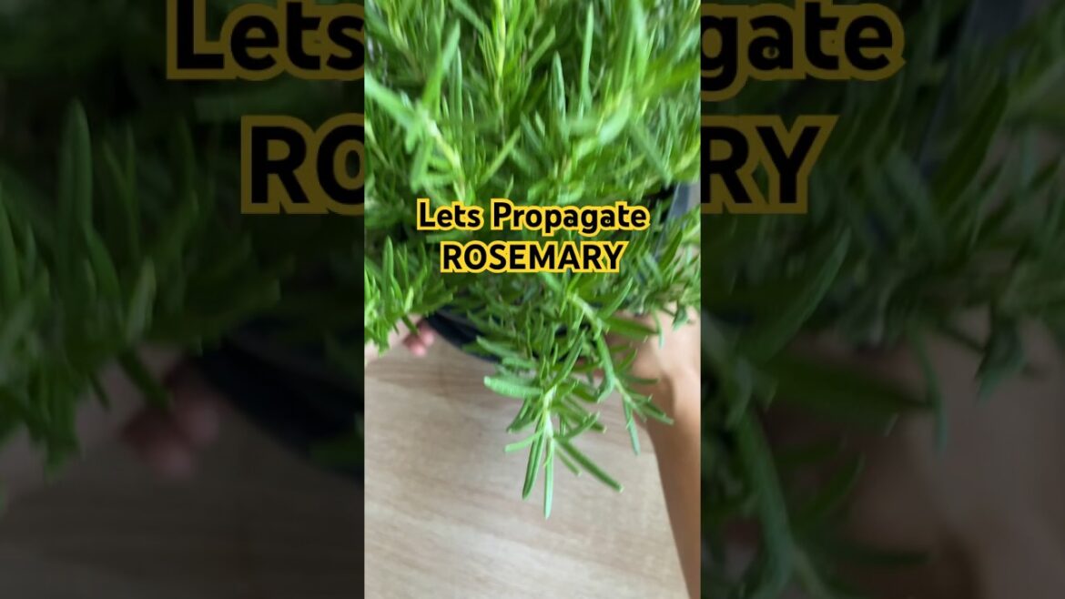 How to Propagate Rosemary Plant in Water#gardening #rosemary #plants