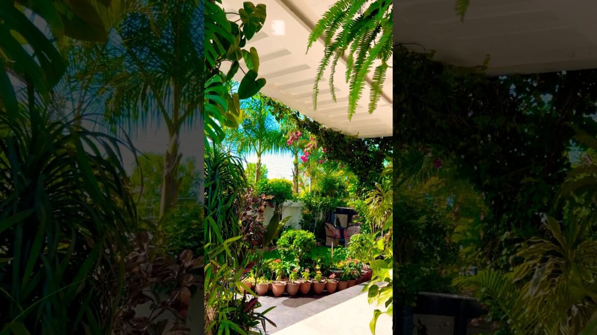 morning vibes #homeentrance #homedecor #gardening #gardeningtips #flowers #plants #shorst